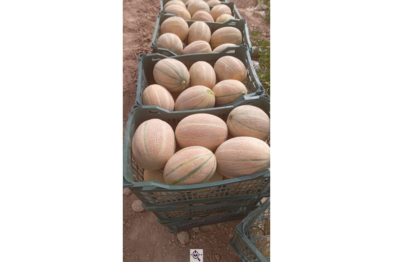 صادرات صیفی جات محمد استاد در دزفول