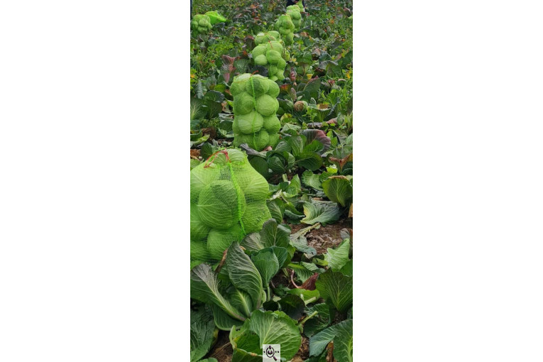 صادرات صیفی جات محمد استاد در دزفول