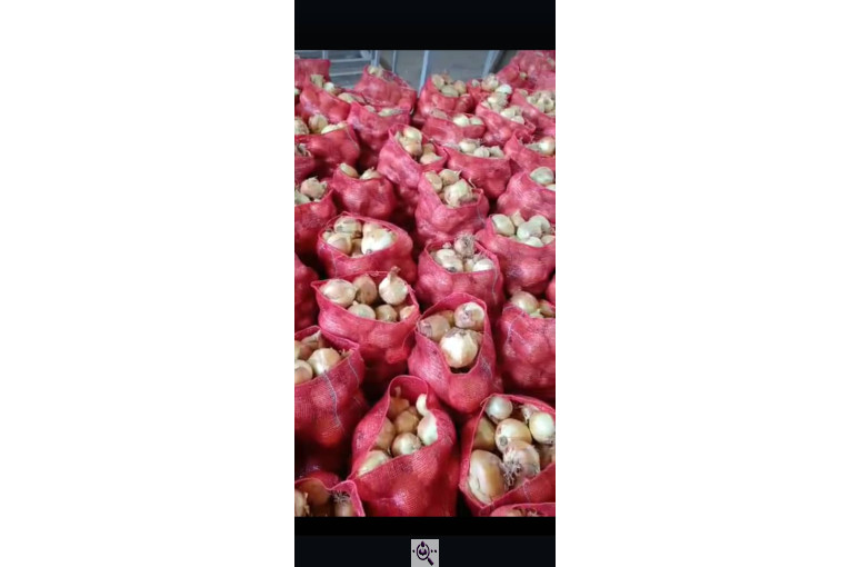 صادرات صیفی جات محمد استاد در دزفول