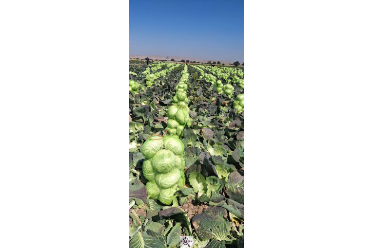 صادرات صیفی جات محمد استاد در دزفول