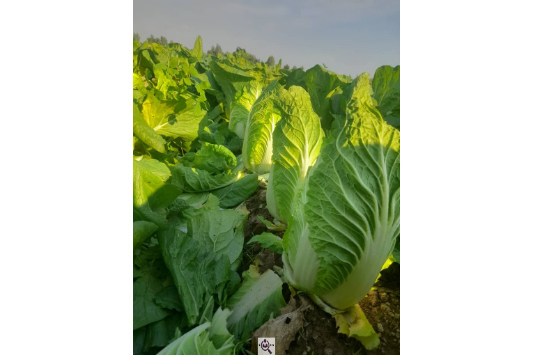 صادرات صیفی جات محمد استاد در دزفول