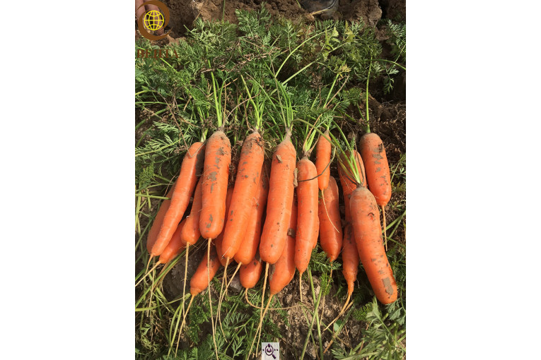 صادرات صیفی جات محمد استاد در دزفول