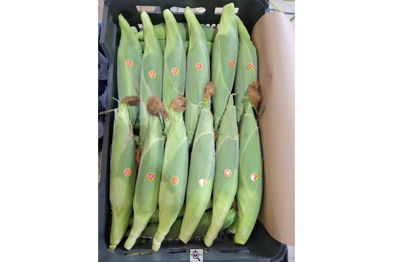 صادرات صیفی جات محمد استاد در دزفول