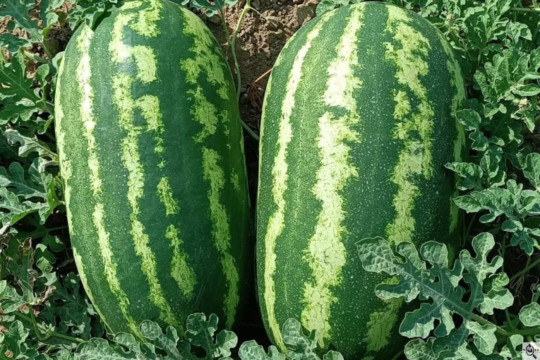 صادرات صیفی جات محمد استاد در دزفول