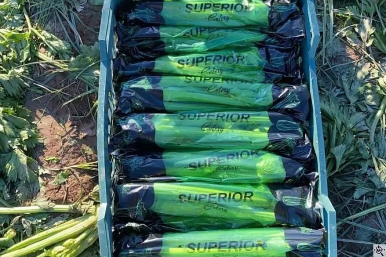 صادرات صیفی جات محمد استاد در دزفول