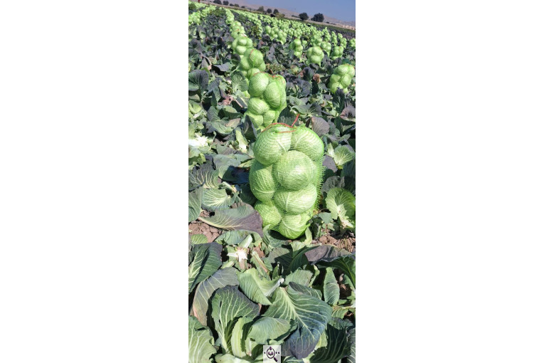 صادرات صیفی جات محمد استاد در دزفول