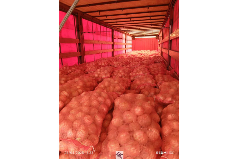 صادرات صیفی جات محمد استاد در دزفول