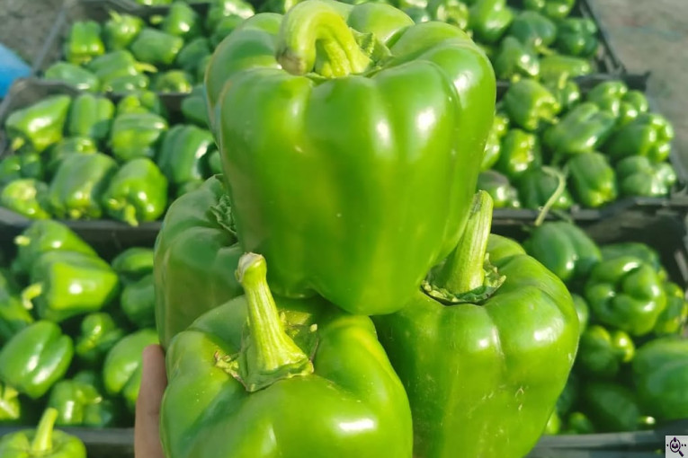 صادرات صیفی جات محمد استاد در دزفول