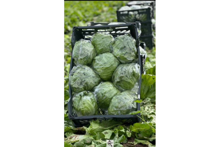 صادرات صیفی جات محمد استاد در دزفول