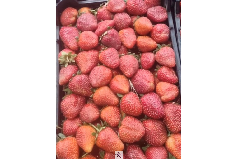 میدان تره بار رضایی در بوکان