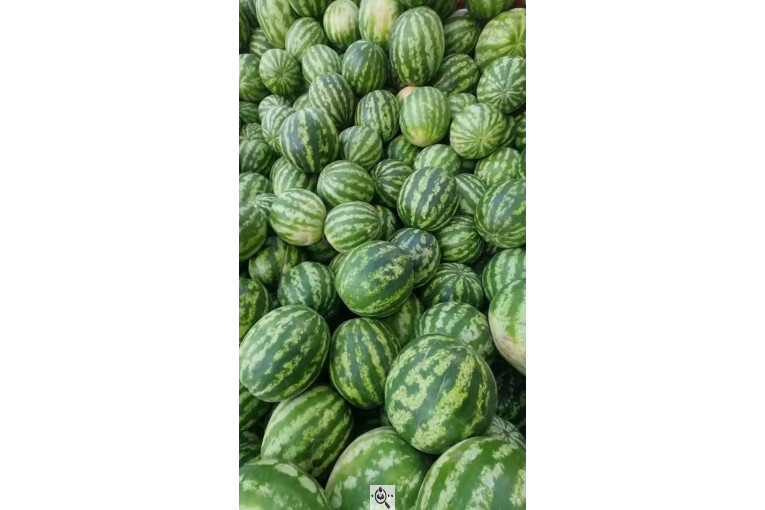 میدان تره بار رضایی در بوکان