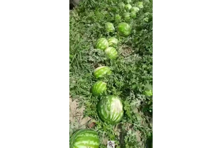 میدان تره بار رضایی در بوکان