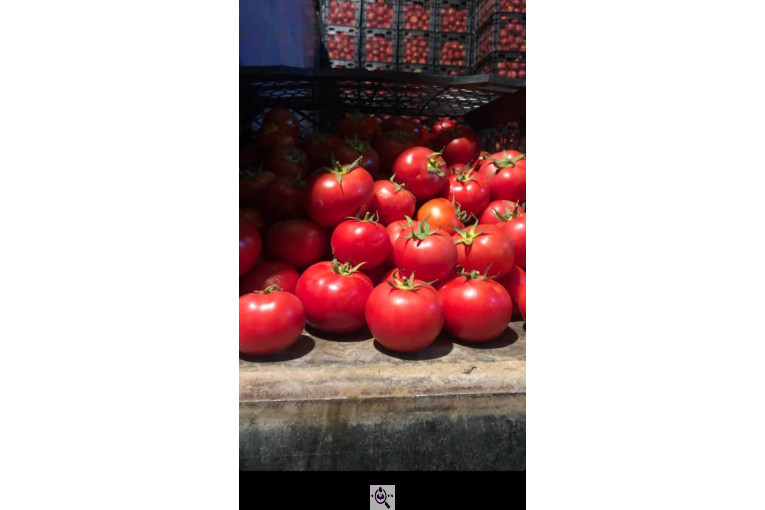 میدان تره بار رضایی در بوکان