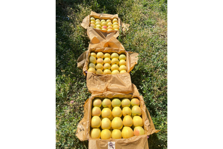 میلان تجارت اطلس آریا