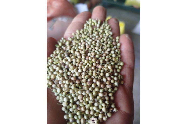 صادرات تخم گشنیز مهدی سوری در نهاوند