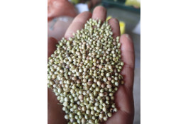 صادرات تخم گشنیز مهدی سوری در نهاوند