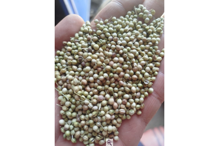 صادرات تخم گشنیز مهدی سوری در نهاوند