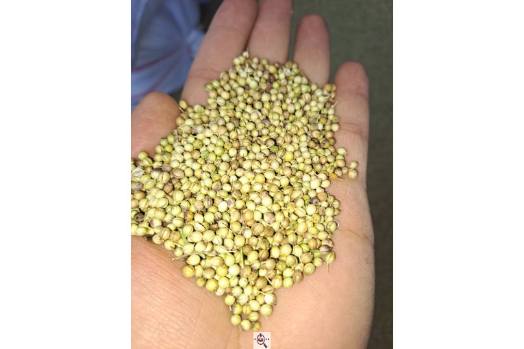 صادرات تخم گشنیز مهدی سوری در نهاوند