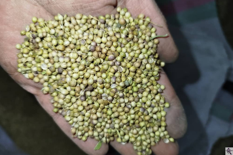 صادرات تخم گشنیز مهدی سوری در نهاوند