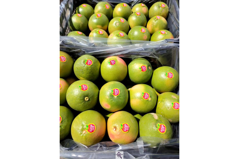 سورتینگ پارس میوه دز (دز فروت) در خوزستان