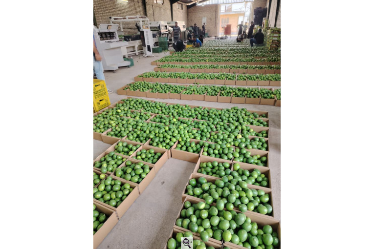 سورتینگ پارس میوه دز (دز فروت) در خوزستان