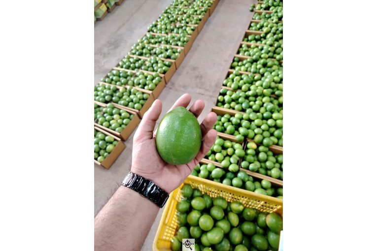 سورتینگ پارس میوه دز (دز فروت) در خوزستان