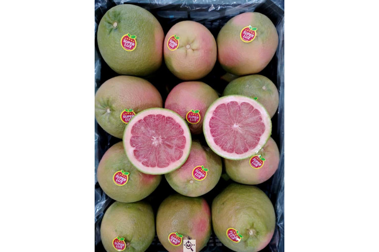 سورتینگ پارس میوه دز (دز فروت) در خوزستان