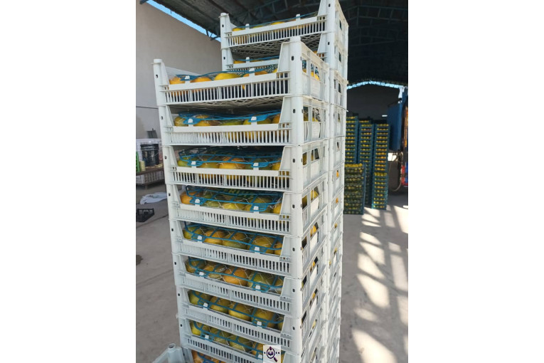 سورتینگ و بسته بندی برادران تازه منش در مازندران