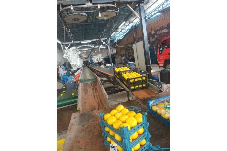 سورتینگ و بسته بندی برادران تازه منش در مازندران