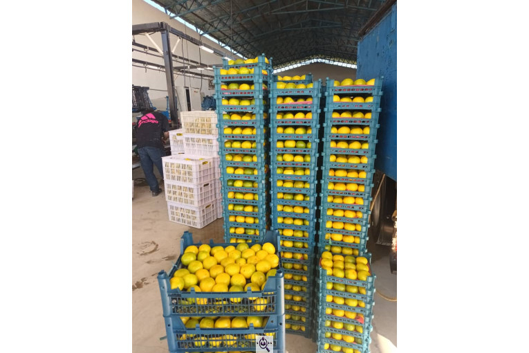 سورتینگ و بسته بندی برادران تازه منش در مازندران