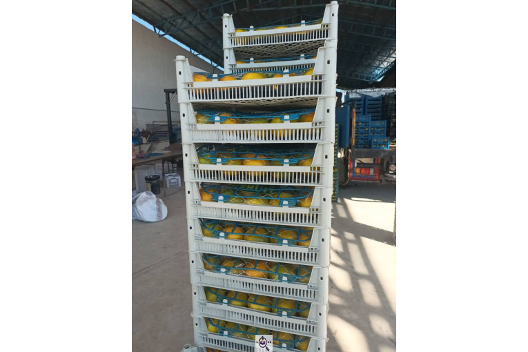 سورتینگ و بسته بندی برادران تازه منش در مازندران