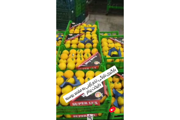 بازرگانی و صادرات میوه و تره بار بهروز قربانی در ایران