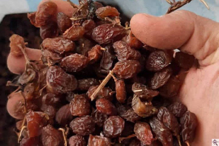 بهترین کشمش در ملکان آذربایجان شرقی