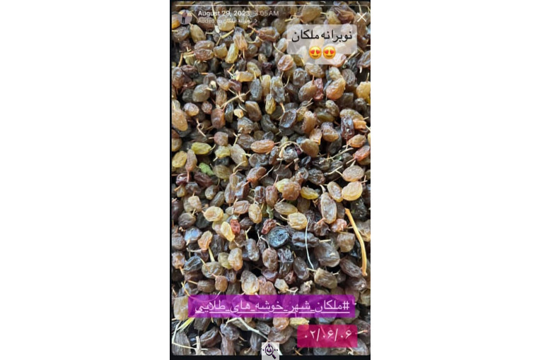 بهترین کشمش در ملکان آذربایجان شرقی