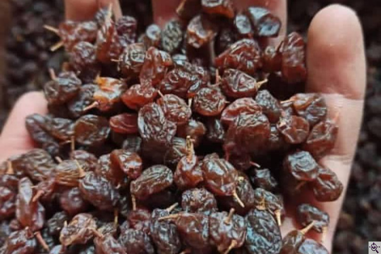 بهترین کشمش در ملکان آذربایجان شرقی