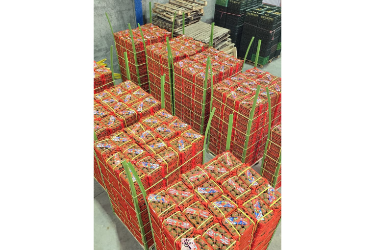 تامین کننده محصولات کشاورزی دایان فروت تریدینگ