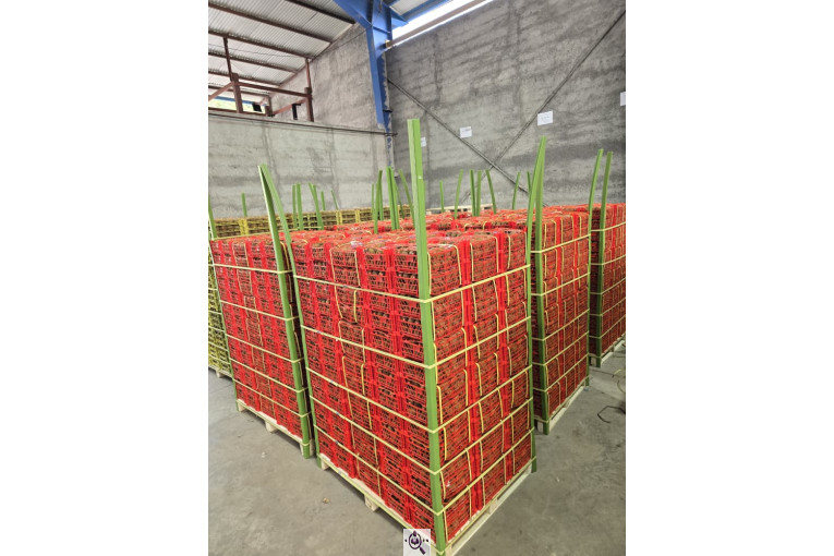 تامین کننده محصولات کشاورزی دایان فروت تریدینگ