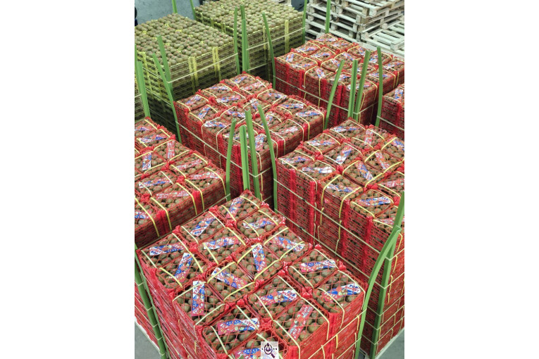 تامین کننده محصولات کشاورزی دایان فروت تریدینگ