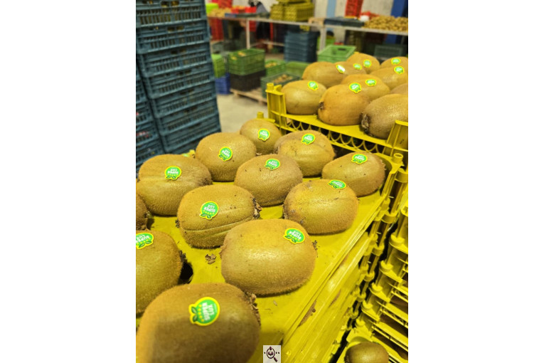 تامین کننده محصولات کشاورزی دایان فروت تریدینگ