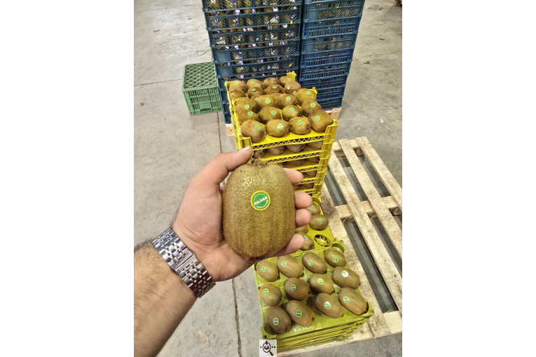 تامین کننده محصولات کشاورزی دایان فروت تریدینگ