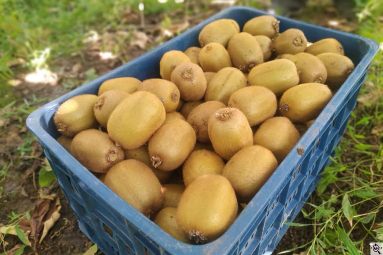 تامین کننده محصولات کشاورزی دایان فروت تریدینگ