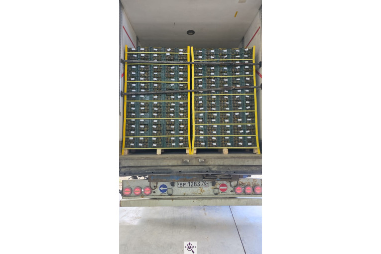 تامین کننده محصولات کشاورزی دایان فروت تریدینگ