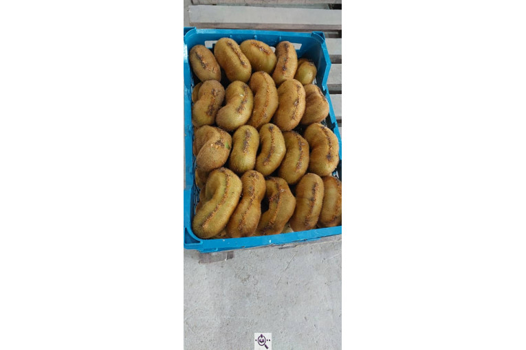 صادرات و سورتینگ میوه تجارت مانی فروت در تالش