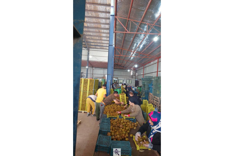 صادرات و سورتینگ میوه تجارت مانی فروت در تالش