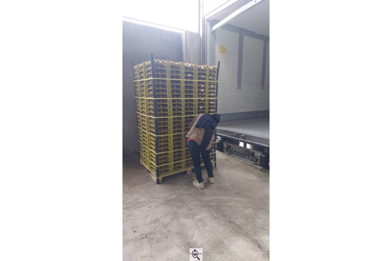 صادرات و سورتینگ میوه تجارت مانی فروت در تالش