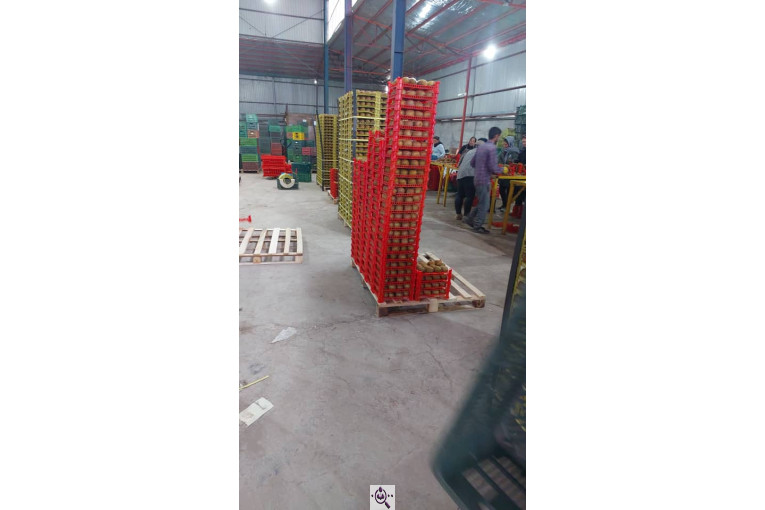 صادرات و سورتینگ میوه تجارت مانی فروت در تالش