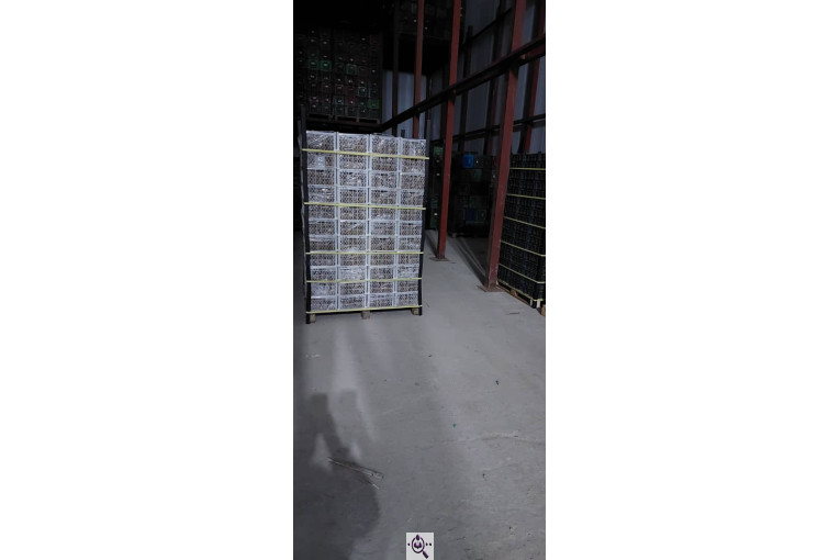 صادرات و سورتینگ میوه تجارت مانی فروت در تالش