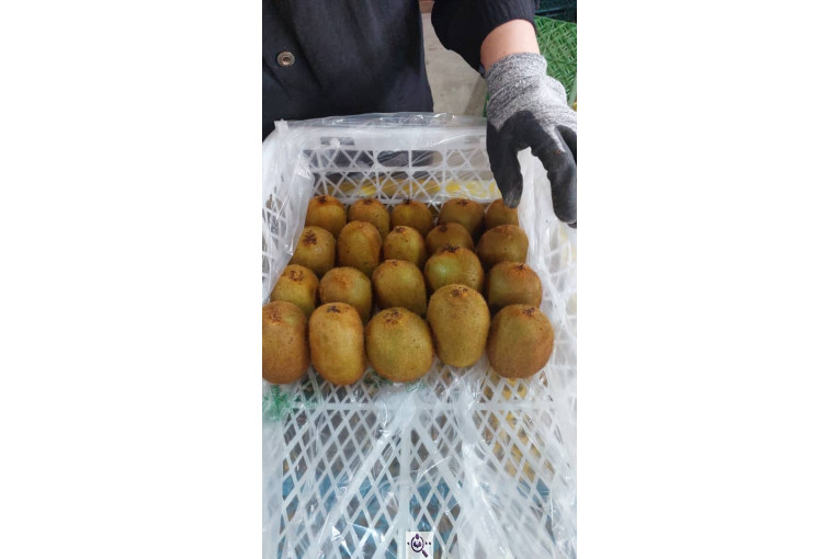 صادرات و سورتینگ میوه تجارت مانی فروت در تالش