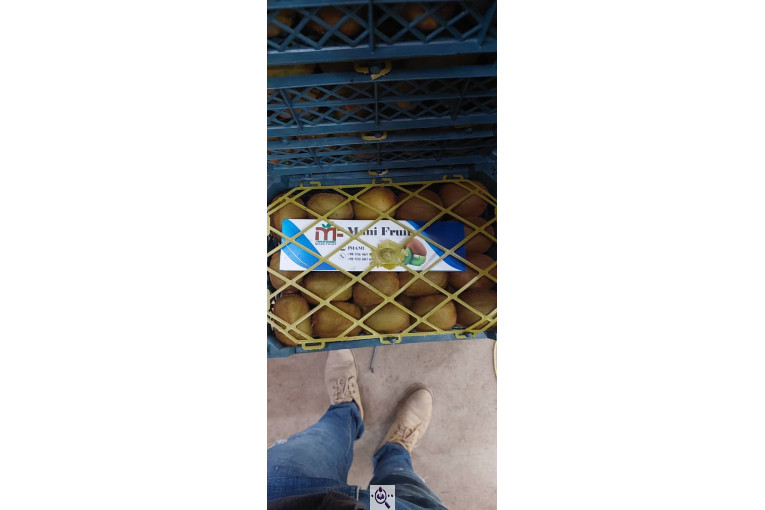 صادرات و سورتینگ میوه تجارت مانی فروت در تالش