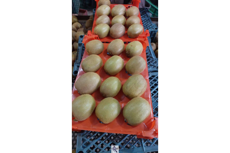 صادرات و سورتینگ میوه تجارت مانی فروت در تالش